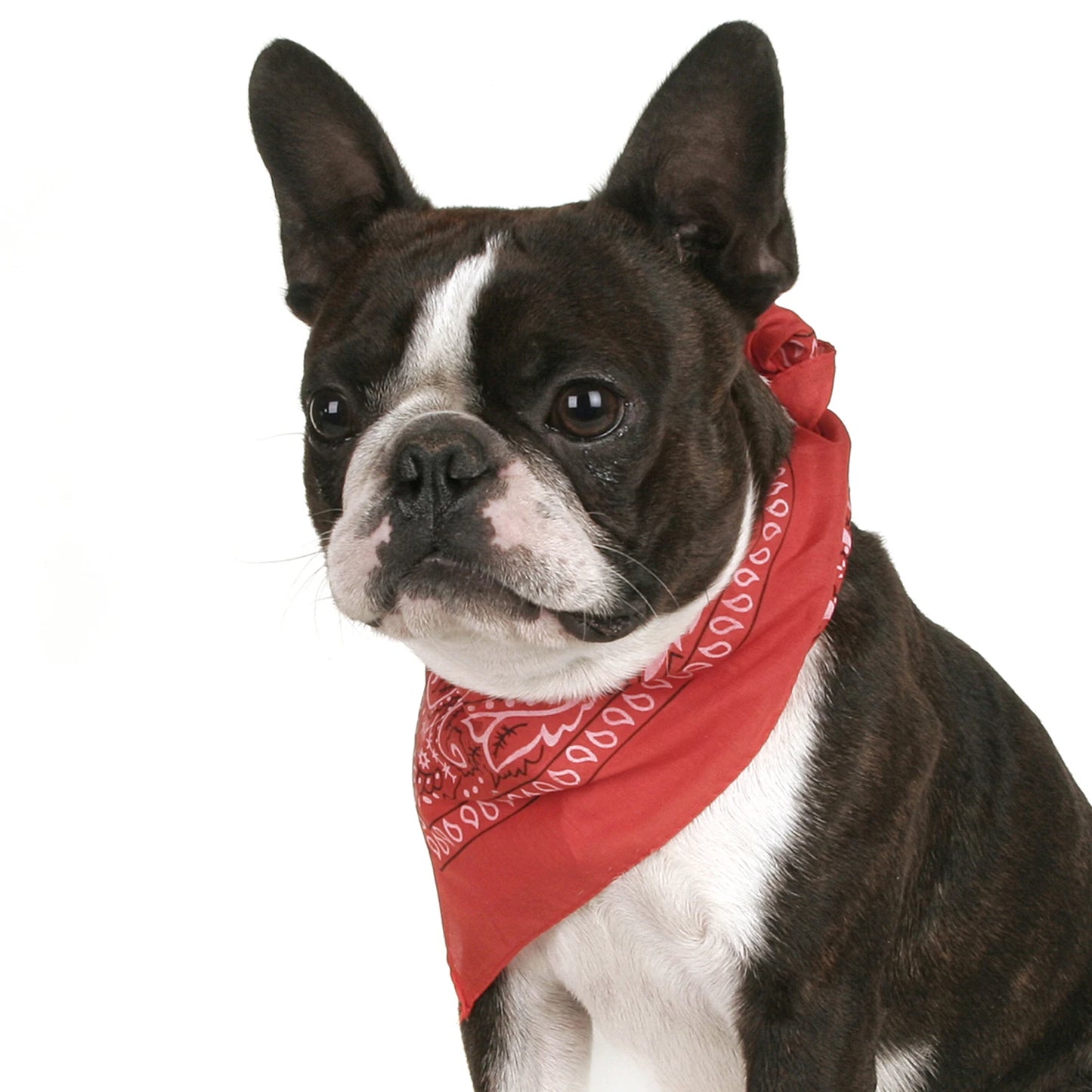 Pack of 6 Bandanas for Dog