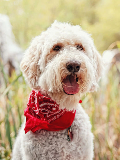Pack of 6 Bandanas for Dog
