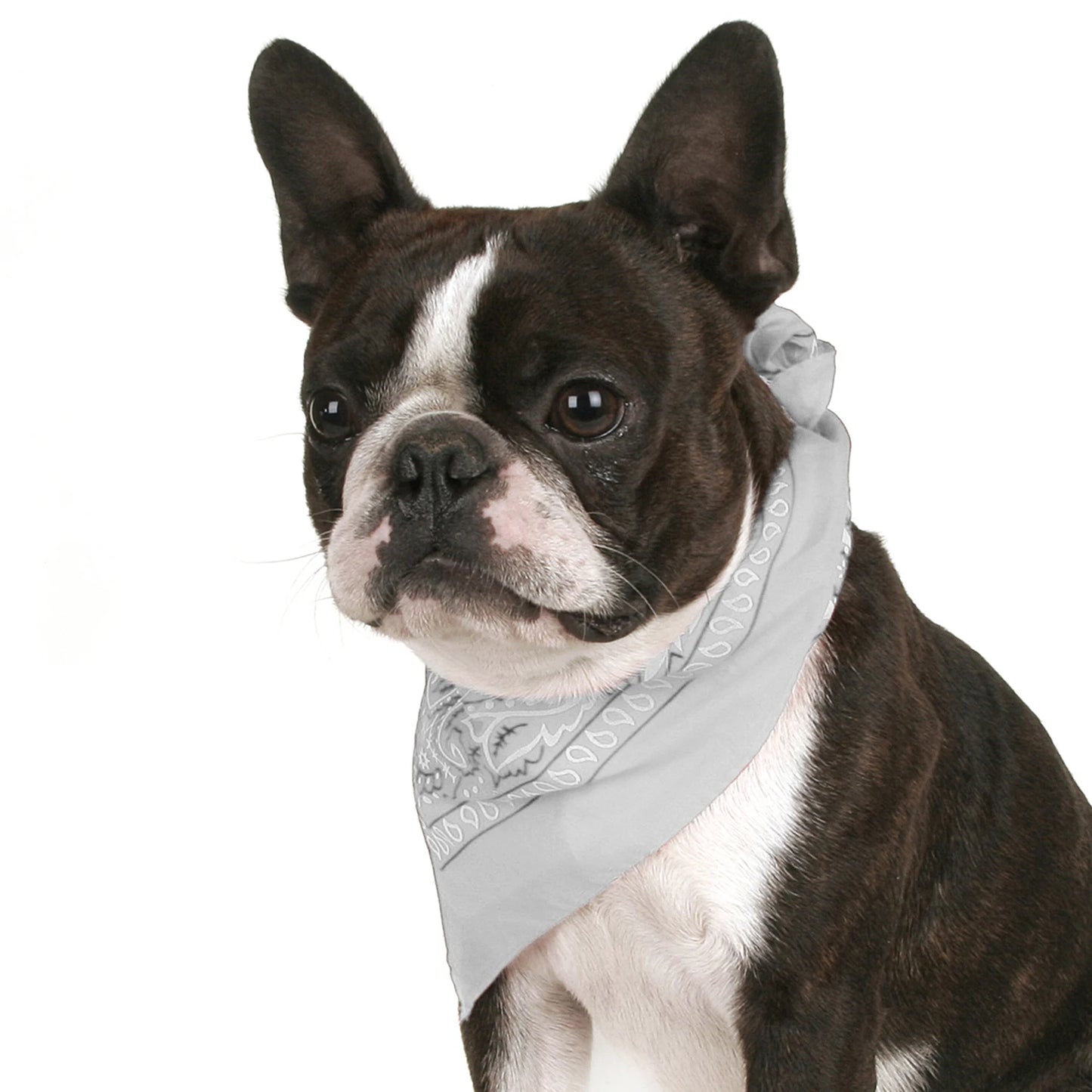Pack of 6 Bandanas for Dog
