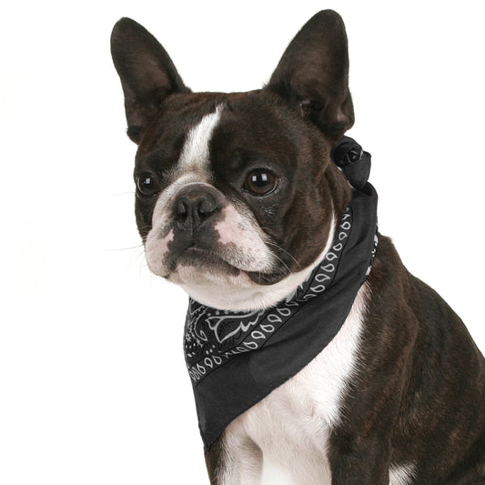 Pack of 6 Bandanas for Dog