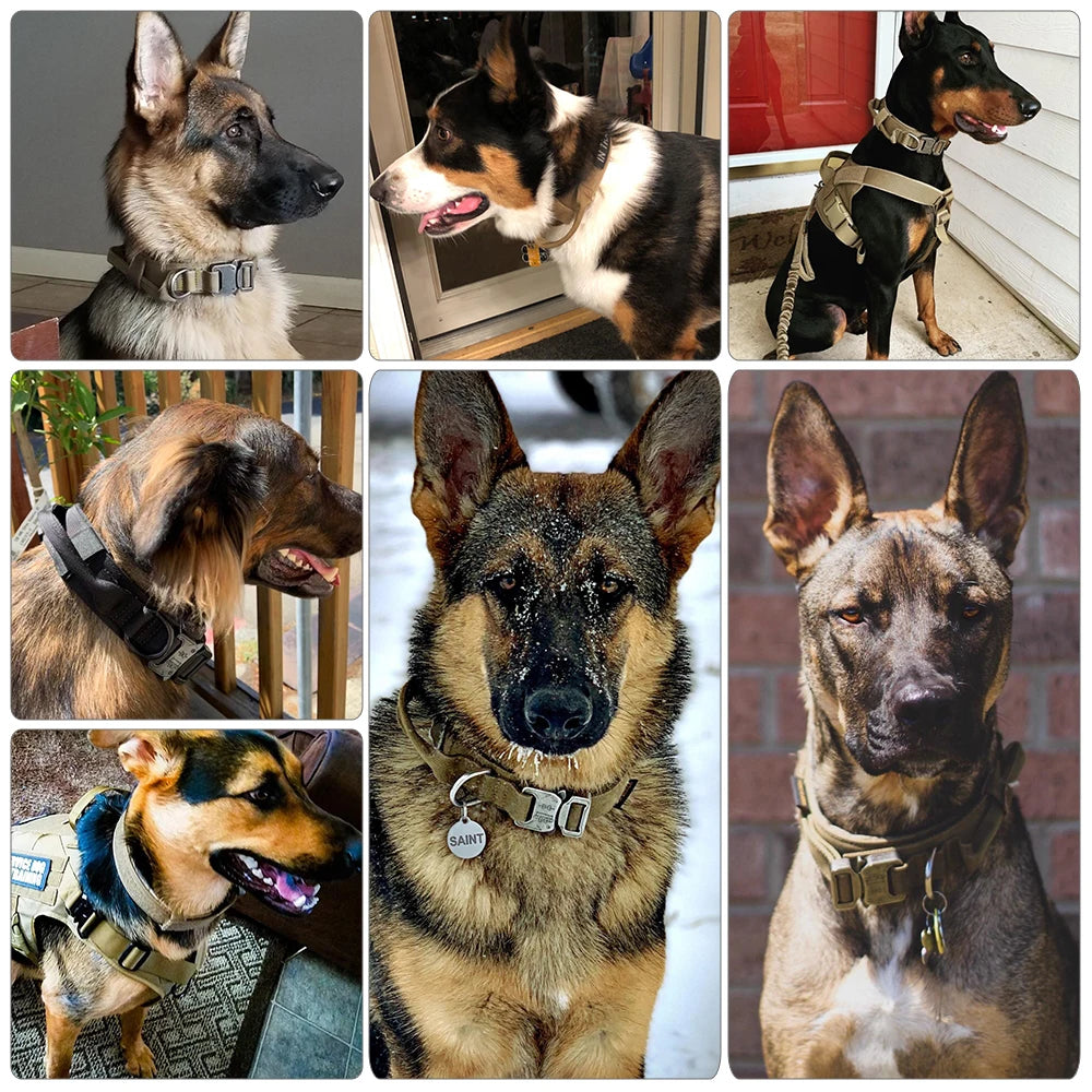 Collar for Large Dog