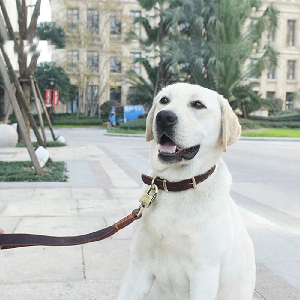 Real Leather D Ring Dog Collar