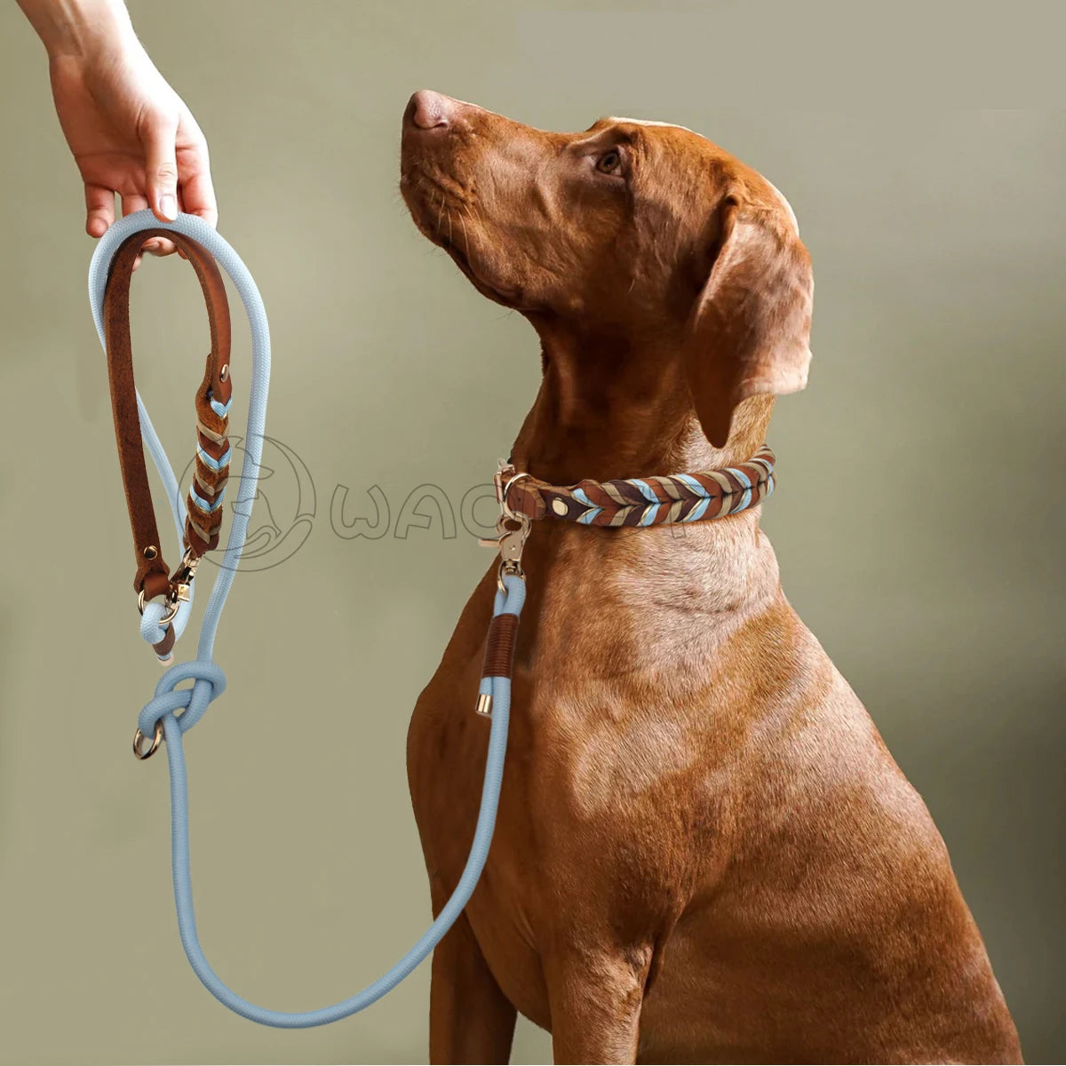 Braided Sky Blue Nylon Rope/Leather Pattern Collar