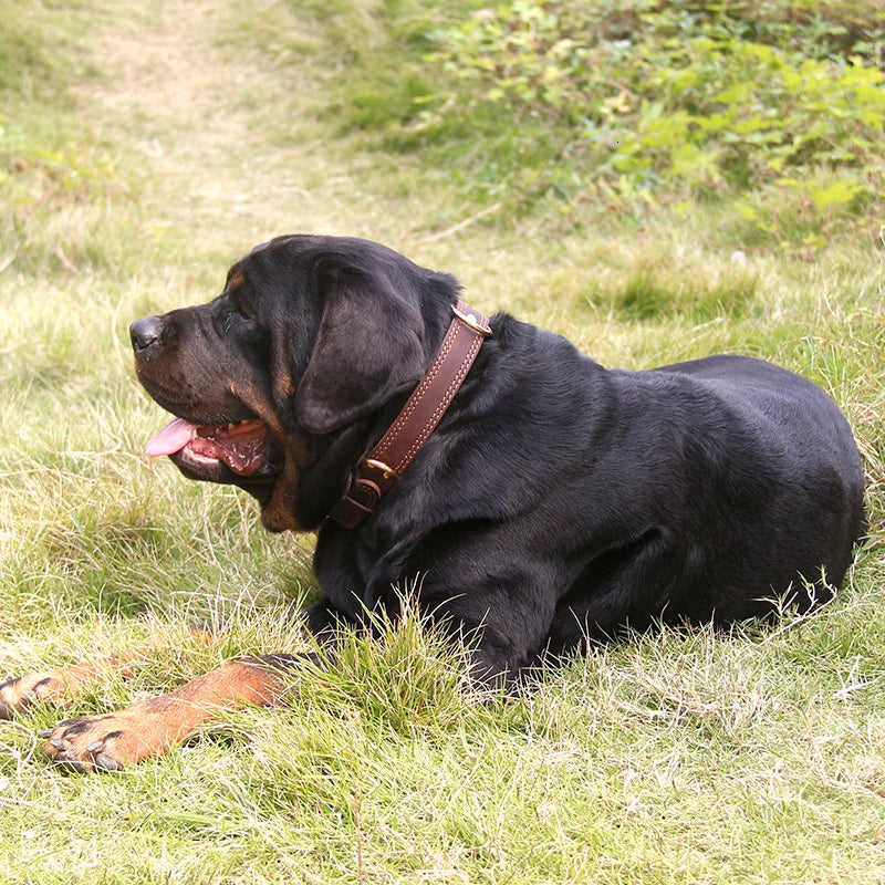 Genuine Vintage Leather Dog Collar