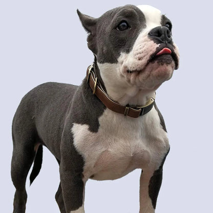 Genuine Crafted Leather Dog Collar