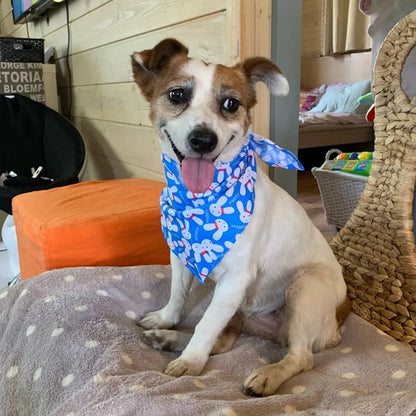 4 Types of Bandanas for Dogs