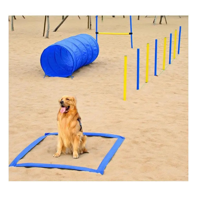 Backyard Dog Agility Training Kit